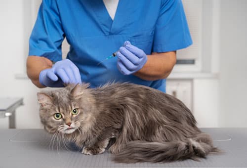 Pet store, Pet salon, Grooming, Veterinary clinic, Dog food, Pet food, Pet accessories, Pet vaccination, Pet care, Pet treatment, Pet services, Pet checkup, Pet care, Pet shop, Dog clinic