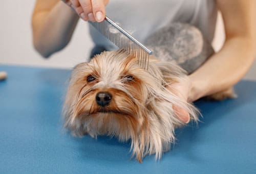Pet store, Pet salon, Grooming, Veterinary clinic, Dog food, Pet food, Pet accessories, Pet vaccination, Pet care, Pet treatment, Pet services, Pet checkup, Pet care, Pet shop, Dog clinic