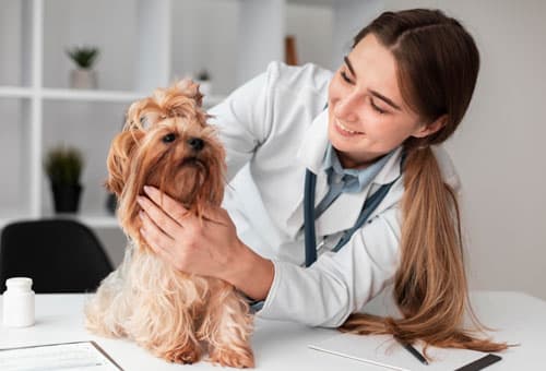 Pet store, Pet salon, Grooming, Veterinary clinic, Dog food, Pet food, Pet accessories, Pet vaccination, Pet care, Pet treatment, Pet services, Pet checkup, Pet care, Pet shop, Dog clinic