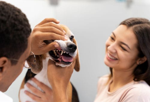 Pet store, Pet salon, Grooming, Veterinary clinic, Dog food, Pet food, Pet accessories, Pet vaccination, Pet care, Pet treatment, Pet services, Pet checkup, Pet care, Pet shop, Dog clinic