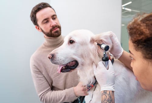 Pet store, Pet salon, Grooming, Veterinary clinic, Dog food, Pet food, Pet accessories, Pet vaccination, Pet care, Pet treatment, Pet services, Pet checkup, Pet care, Pet shop, Dog clinic