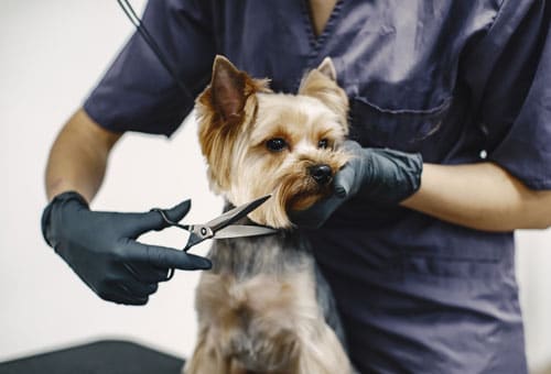 Pet store, Pet salon, Grooming, Veterinary clinic, Dog food, Pet food, Pet accessories, Pet vaccination, Pet care, Pet treatment, Pet services, Pet checkup, Pet care, Pet shop, Dog clinic