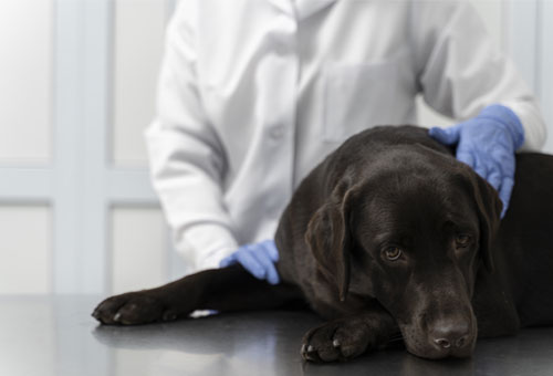 Pet store, Pet salon, Grooming, Veterinary clinic, Dog food, Pet food, Pet accessories, Pet vaccination, Pet care, Pet treatment, Pet services, Pet checkup, Pet care, Pet shop, Dog clinic