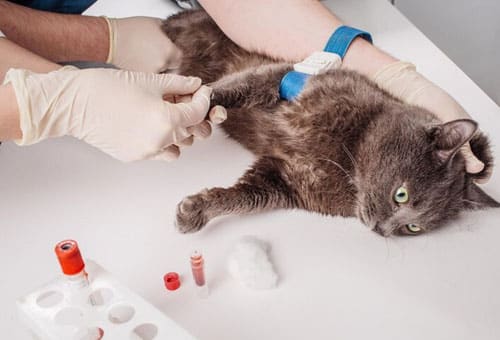 Pet store, Pet salon, Grooming, Veterinary clinic, Dog food, Pet food, Pet accessories, Pet vaccination, Pet care, Pet treatment, Pet services, Pet checkup, Pet care, Pet shop, Dog clinic